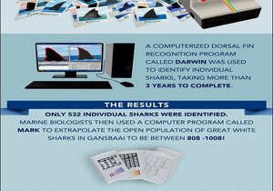 Die Grootwithaai is in gevaar